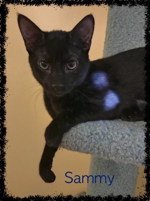 031719 Sammy.jpg
